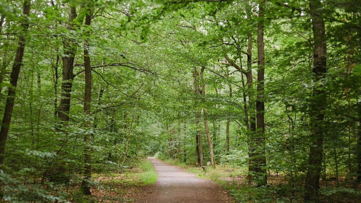 Bilder FriedWald Kirchheimbolanden