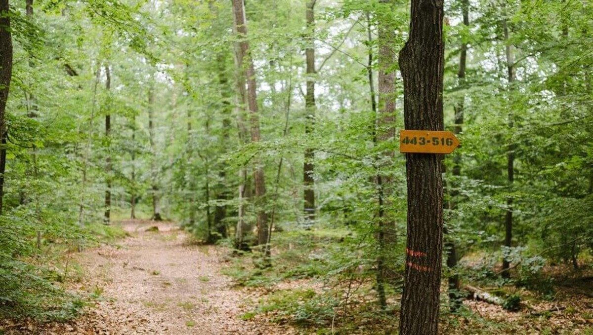 Bilder FriedWald Kirchheimbolanden