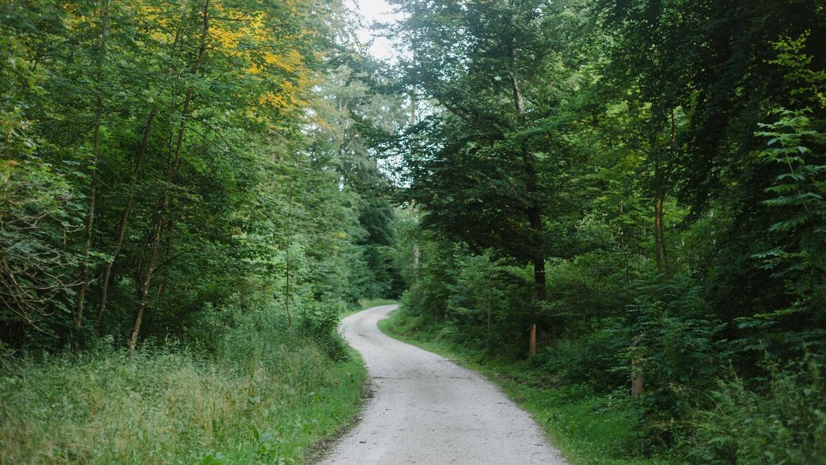 Bilder FriedWald Münsingen