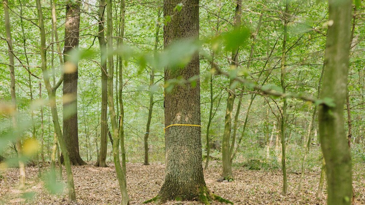 Bilder FriedWald Dessau-Wörlitz