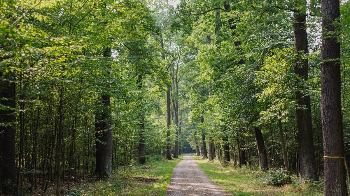 Bilder FriedWald Dessau-Wörlitz