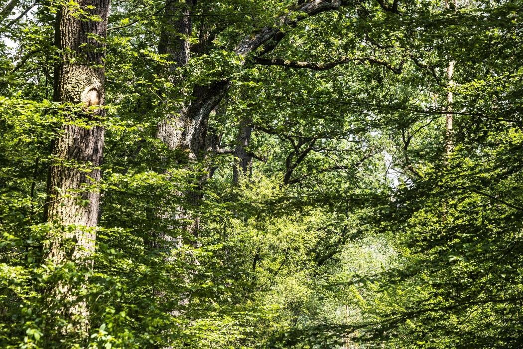 Bilder FriedWald Dessau-Wörlitz
