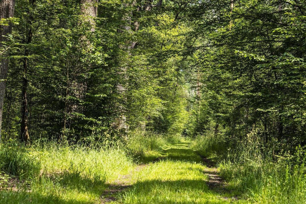 Bilder FriedWald Dessau-Wörlitz