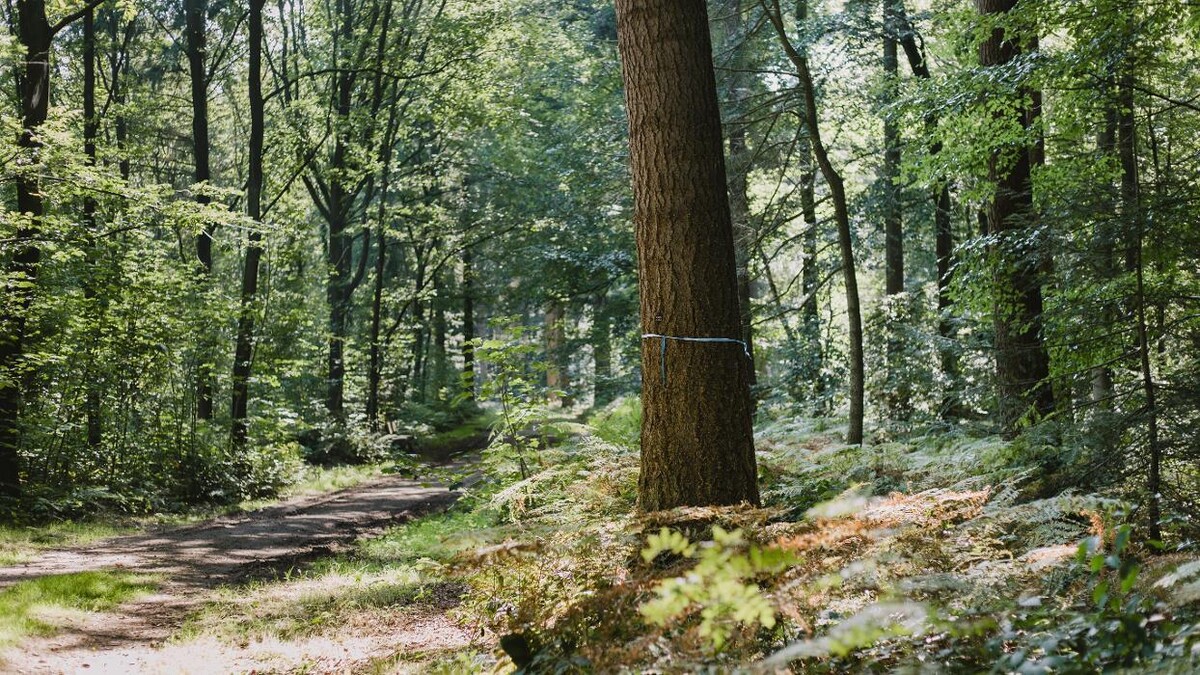Bilder FriedWald Hasbruch