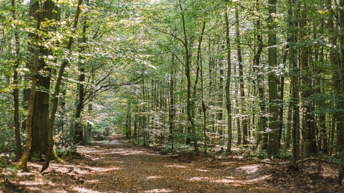 Bilder FriedWald Hasbruch