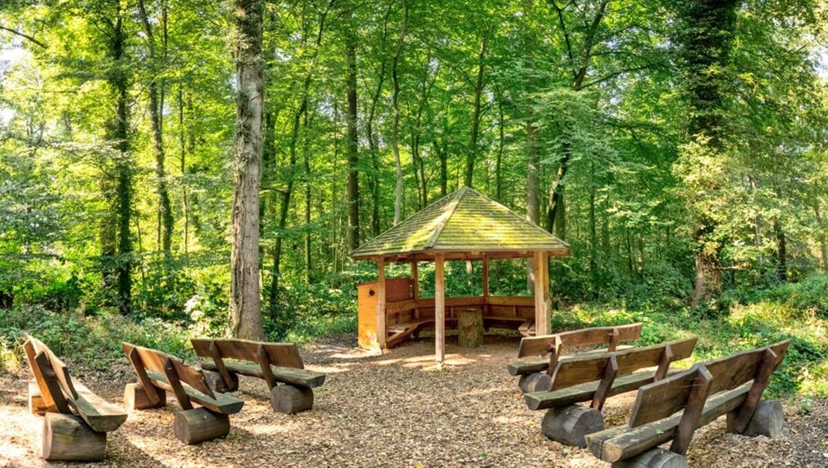 Bilder FriedWald Hasbruch