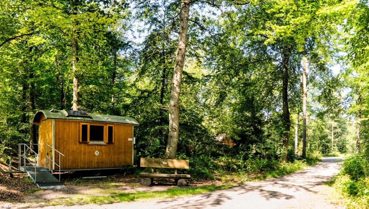 Bilder FriedWald Hasbruch