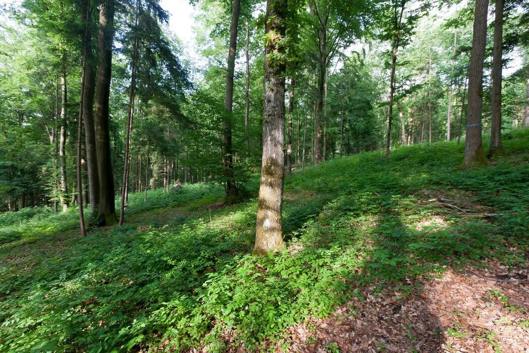 Bilder FriedWald Fränkische Schweiz