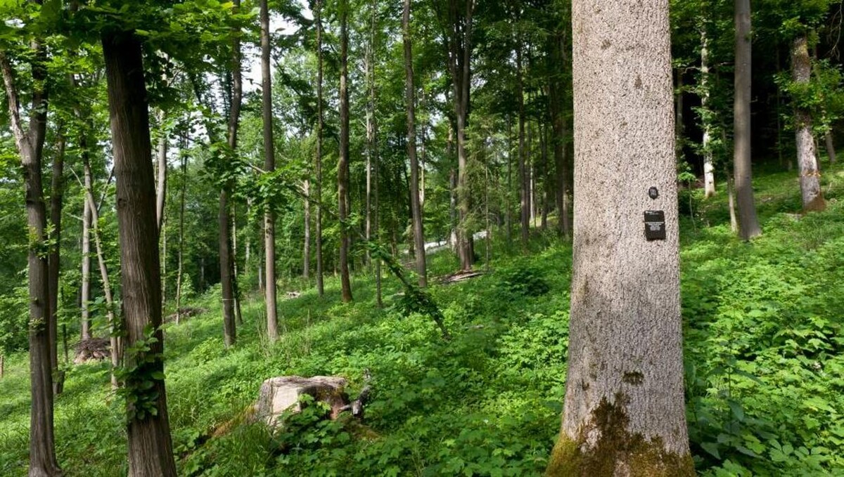 Bilder FriedWald Fränkische Schweiz