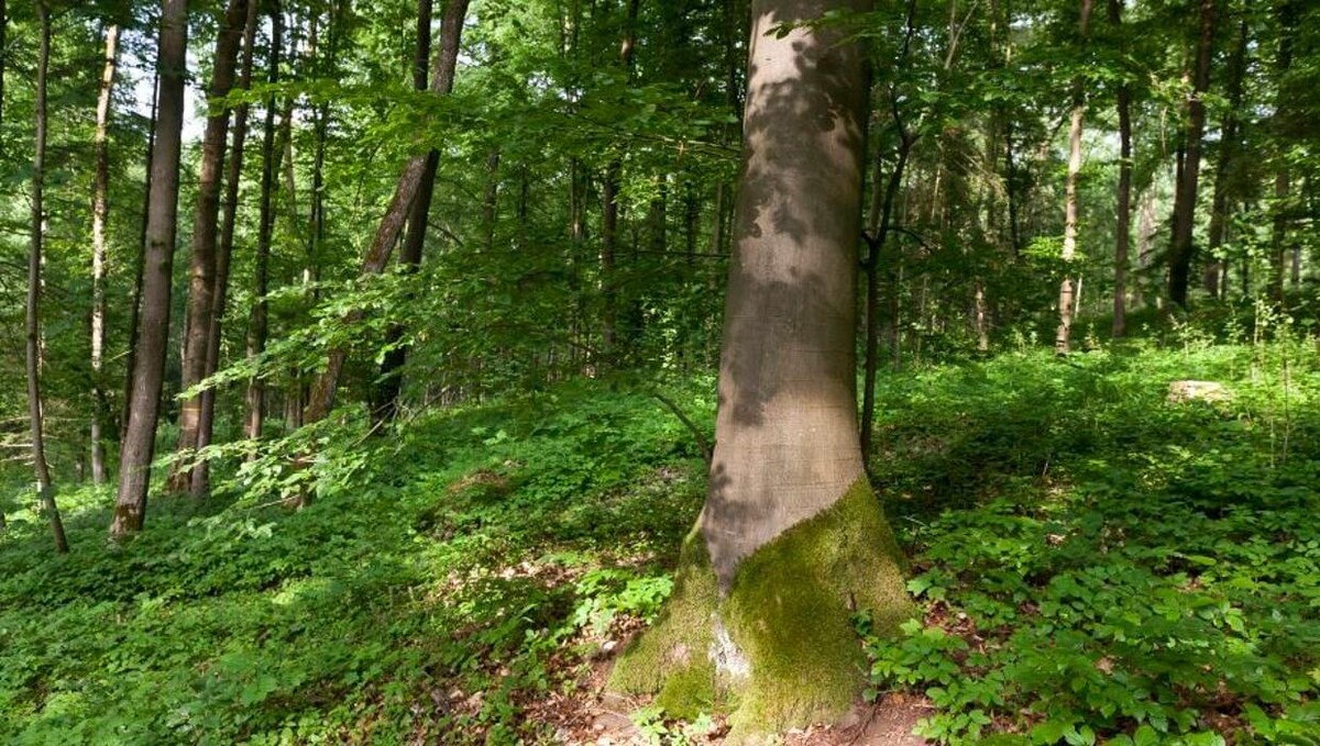 Bilder FriedWald Fränkische Schweiz