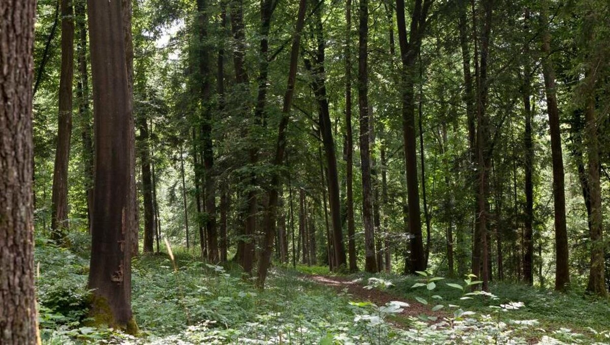 Bilder FriedWald Fränkische Schweiz