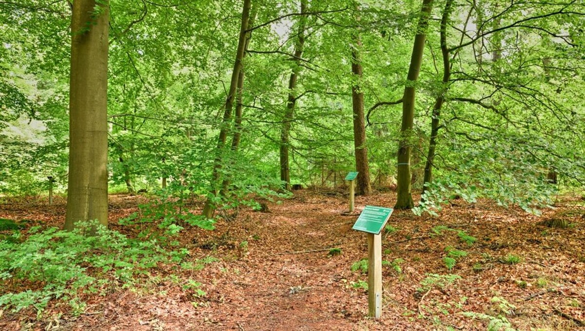 Bilder FriedWald Bremervörde