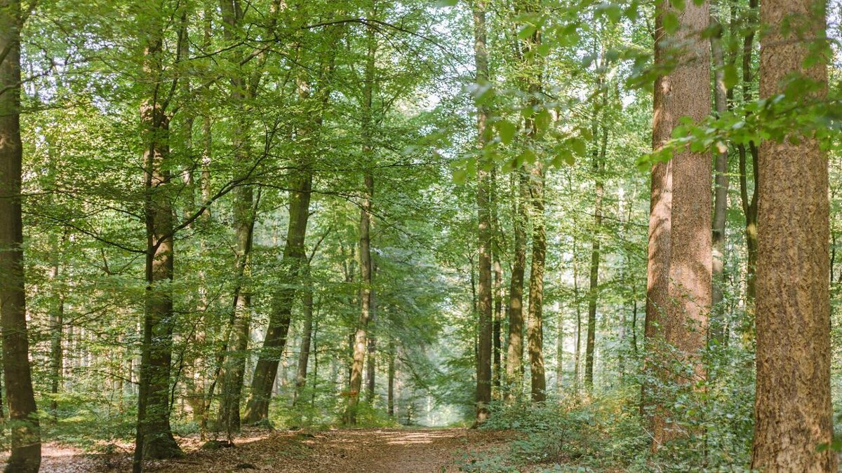 Bilder FriedWald Bremervörde