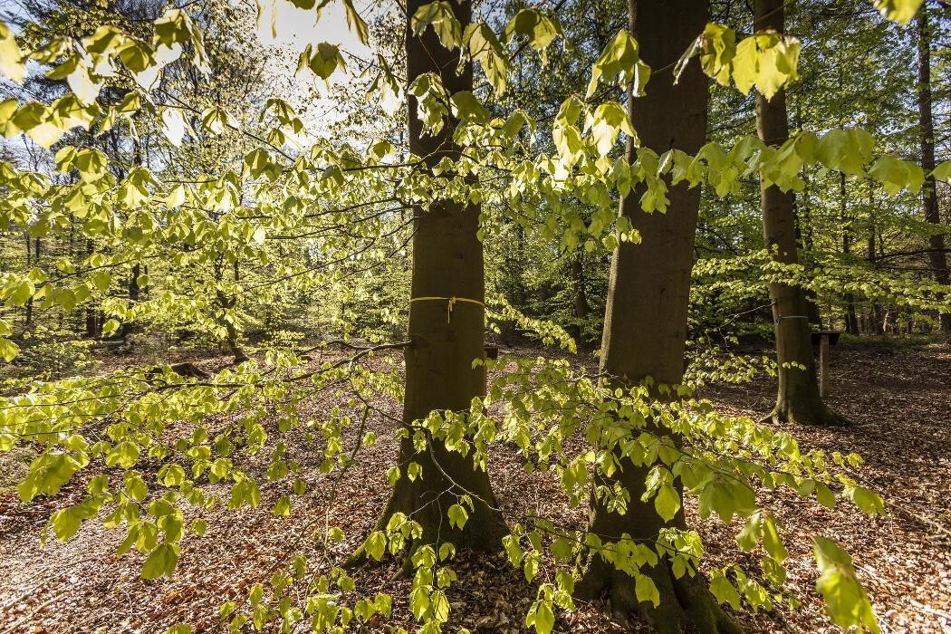 Bilder FriedWald Bremervörde