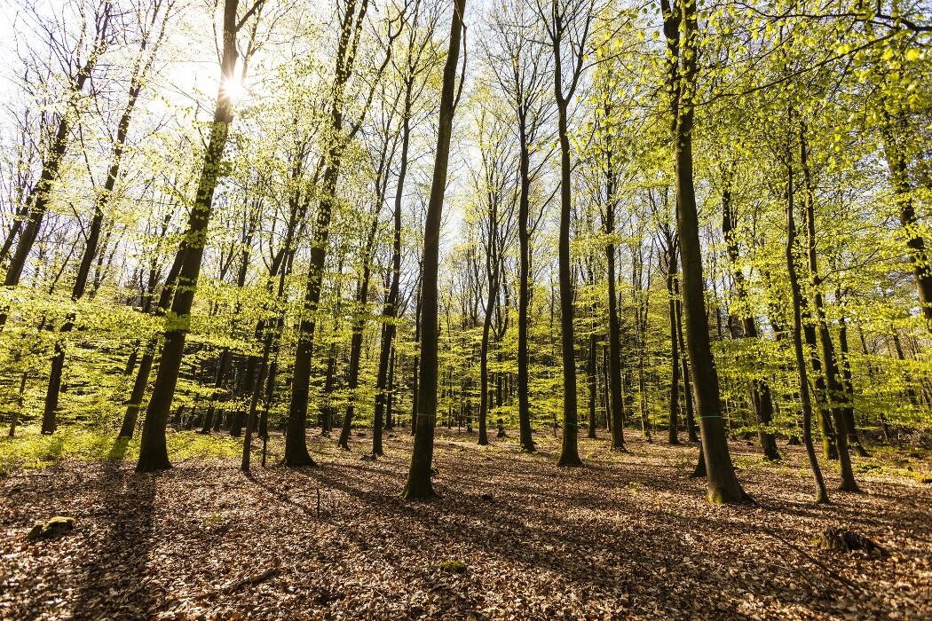 Bilder FriedWald Bremervörde