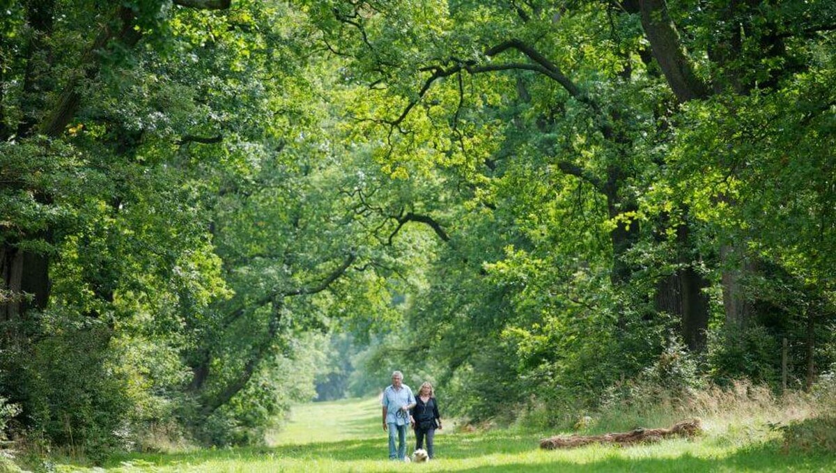 Bilder FriedWald Reinhardswald