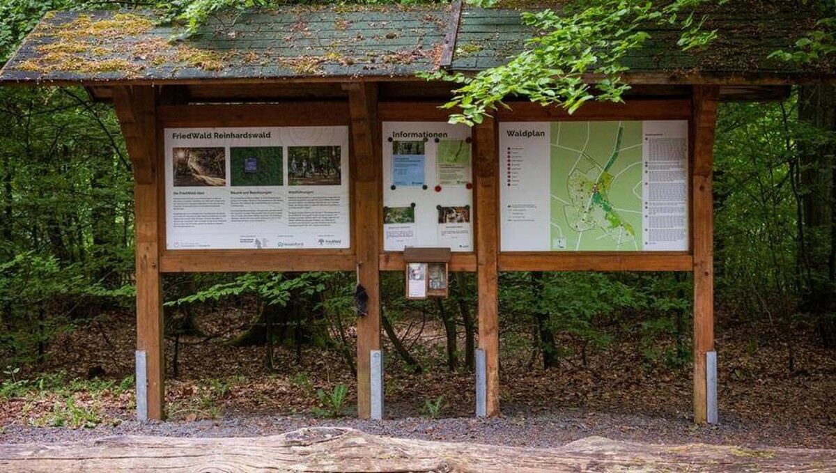Bilder FriedWald Reinhardswald