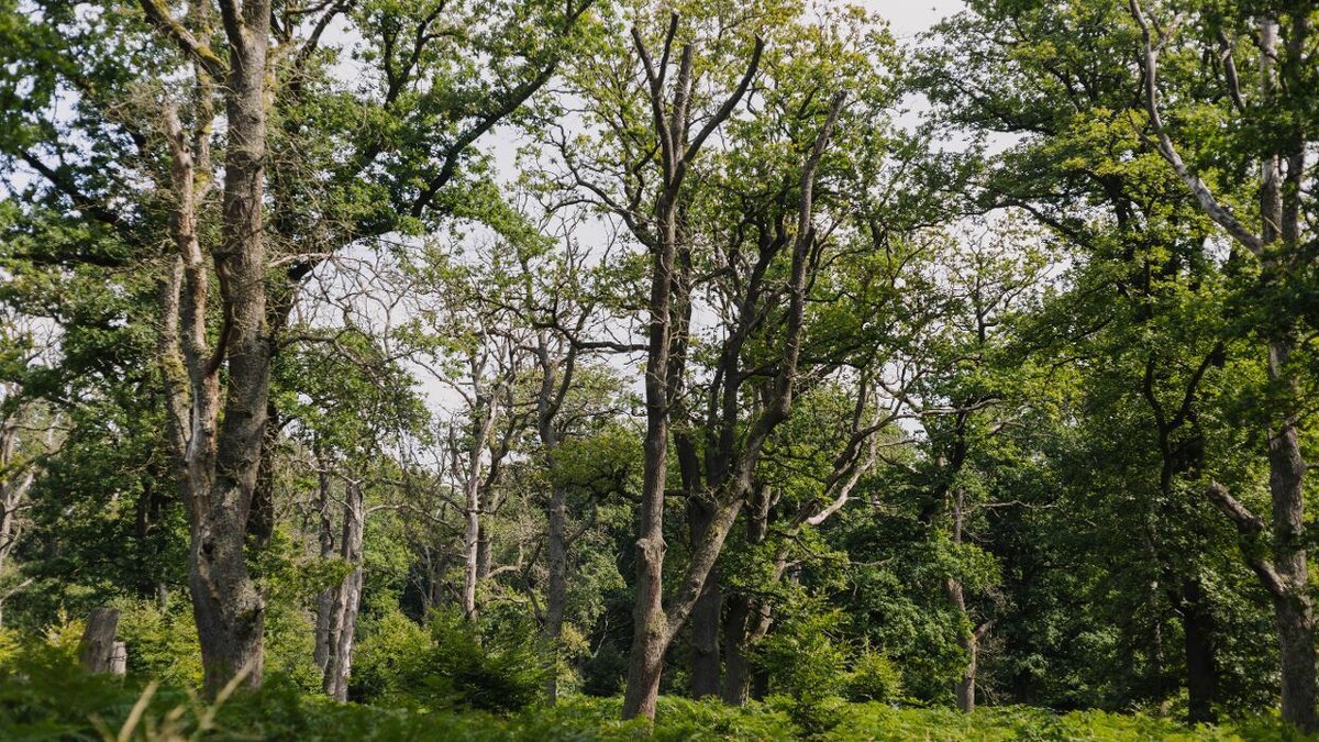 Bilder FriedWald Reinhardswald