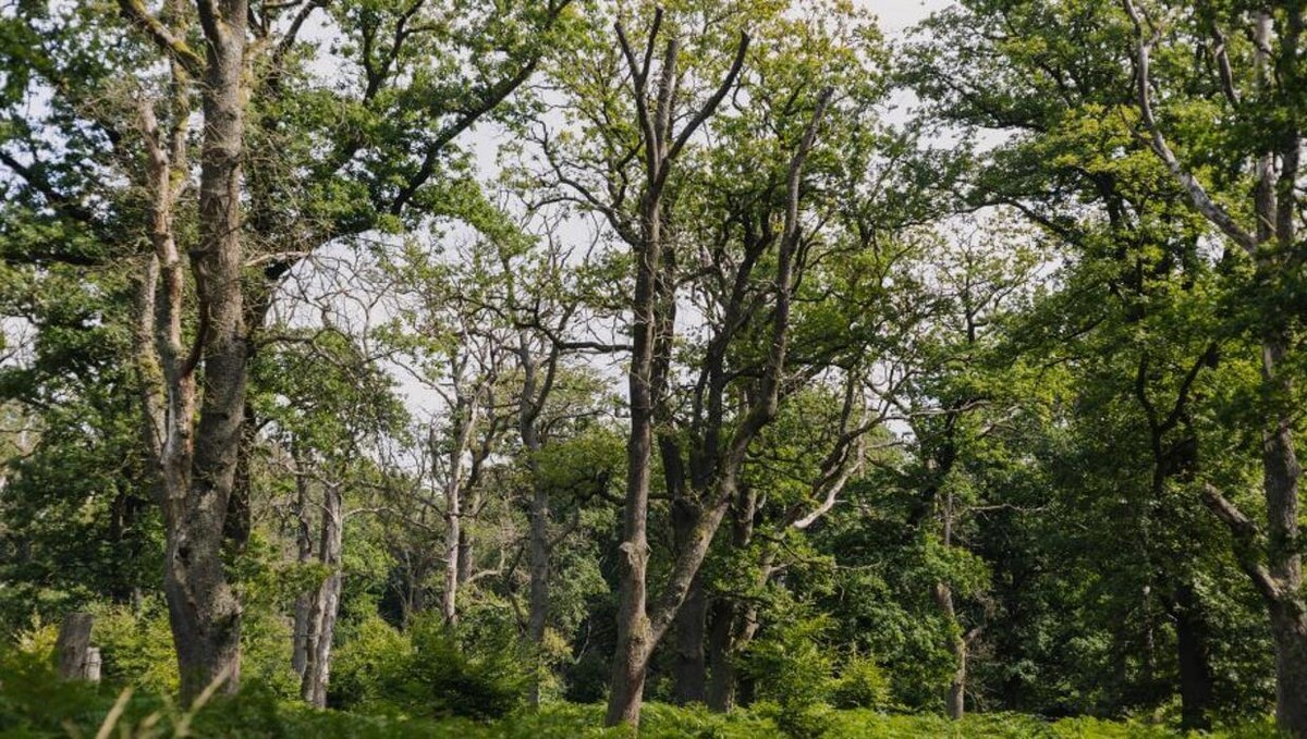 Bilder FriedWald Reinhardswald