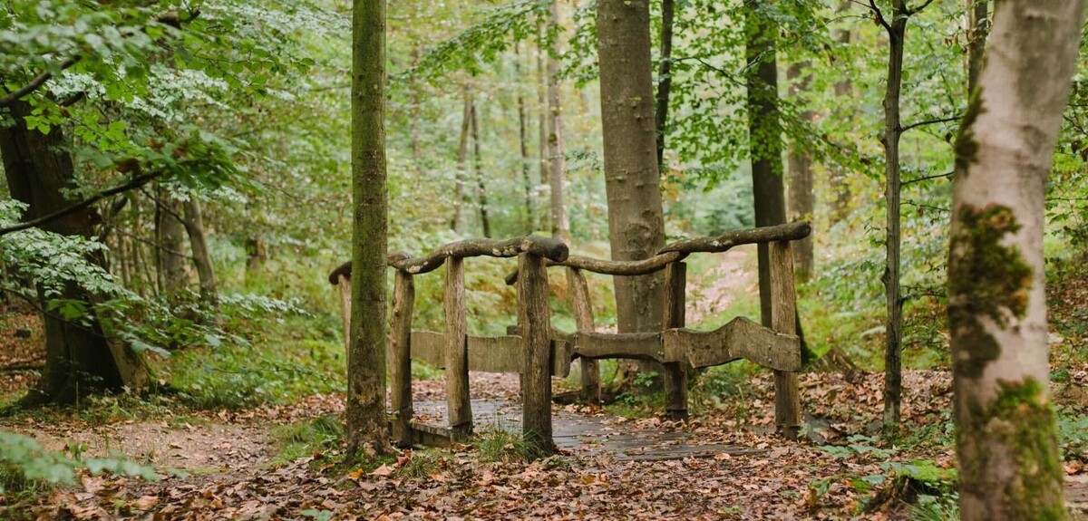 Bilder FriedWald Lohmar-Heide