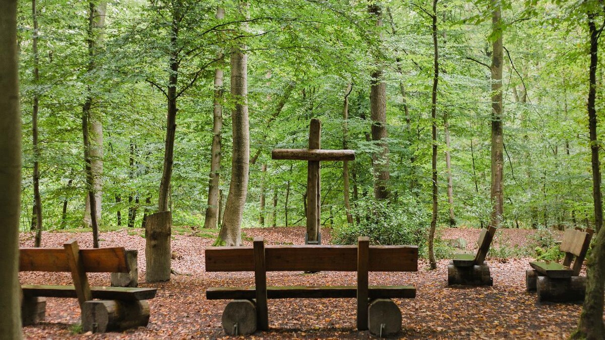 Bilder FriedWald Lohmar-Heide