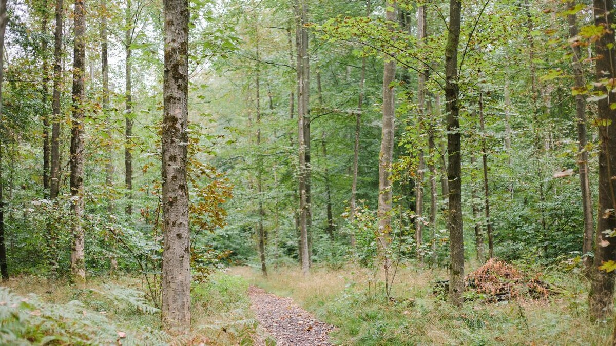 Bilder FriedWald Lohmar-Heide