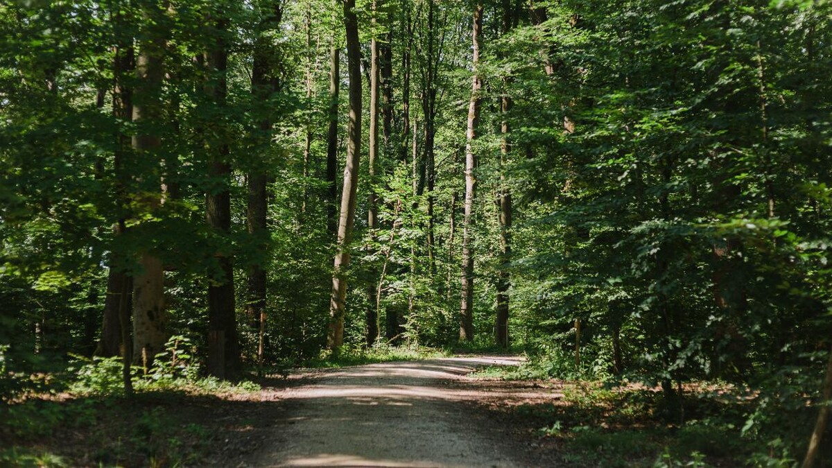 Bilder FriedWald Wangen