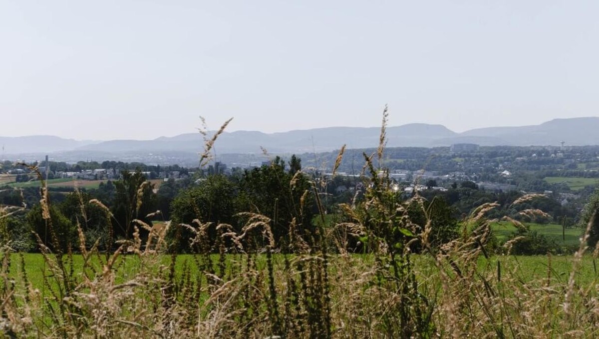 Bilder FriedWald Wangen
