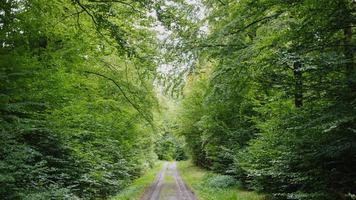 Bilder FriedWald Lauterbach