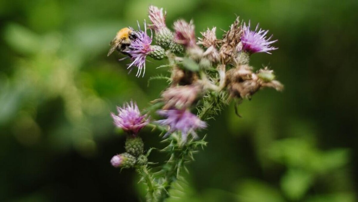 Bilder FriedWald Lauterbach