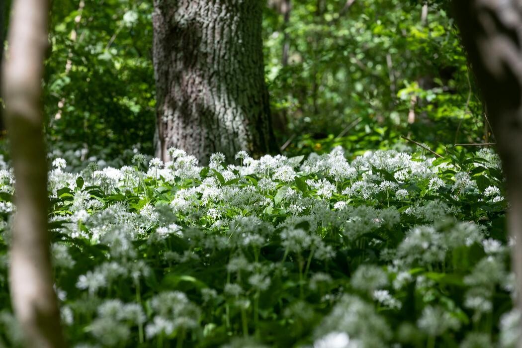 Bilder FriedWald Elm