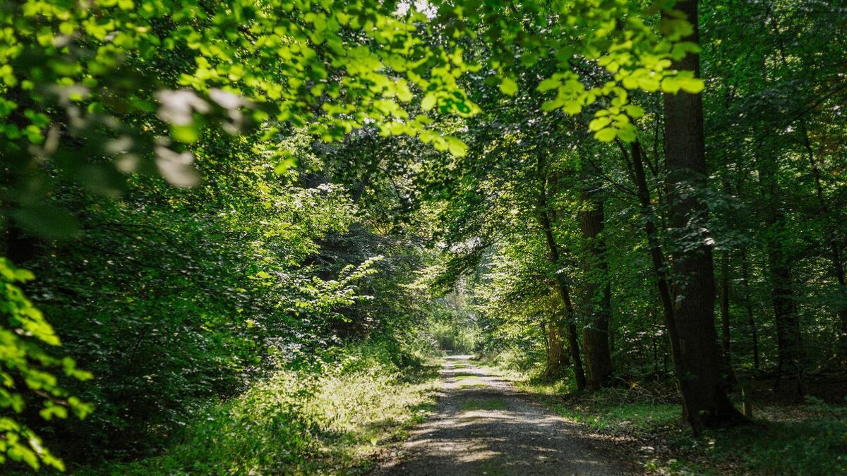 Bilder FriedWald Elm