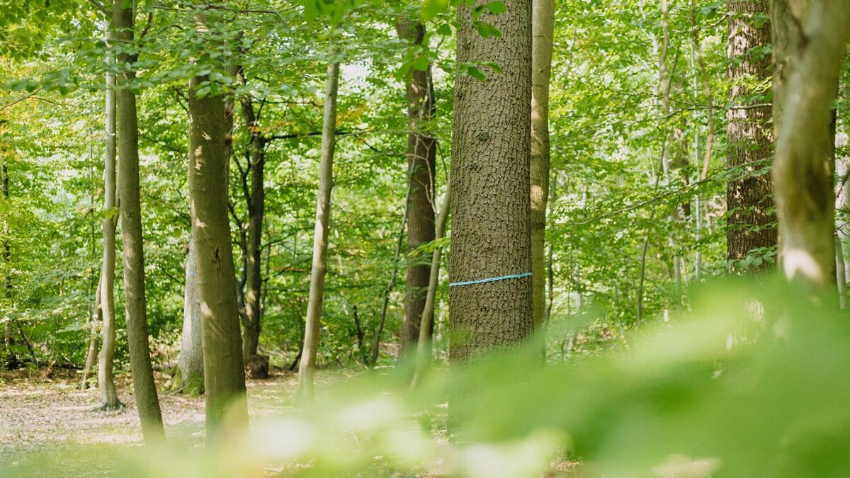 Bilder FriedWald Elm