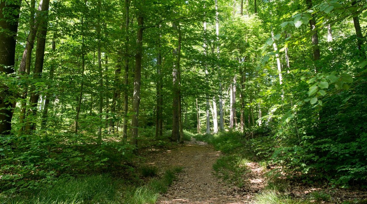 Bilder FriedWald Gelnhausen - Dreieckstein