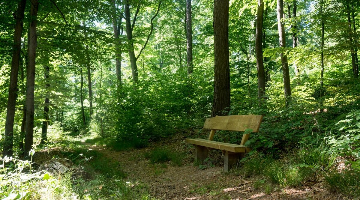 Bilder FriedWald Gelnhausen - Dreieckstein