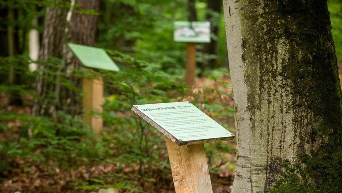 Bilder FriedWald Gelnhausen - Dreieckstein