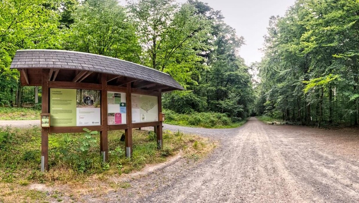 Bilder FriedWald Gelnhausen - Dreieckstein