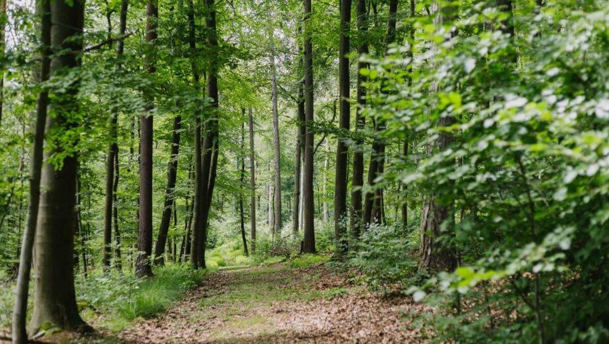 Bilder FriedWald Gelnhausen - Dreieckstein
