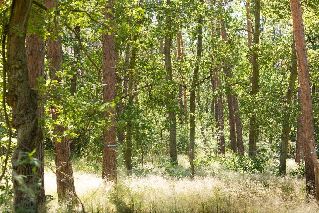 Bilder FriedWald Nuthetal-Parforceheide