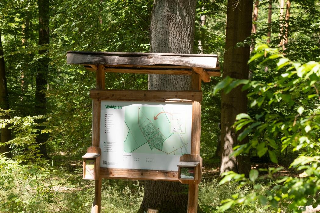 Bilder FriedWald Nuthetal-Parforceheide