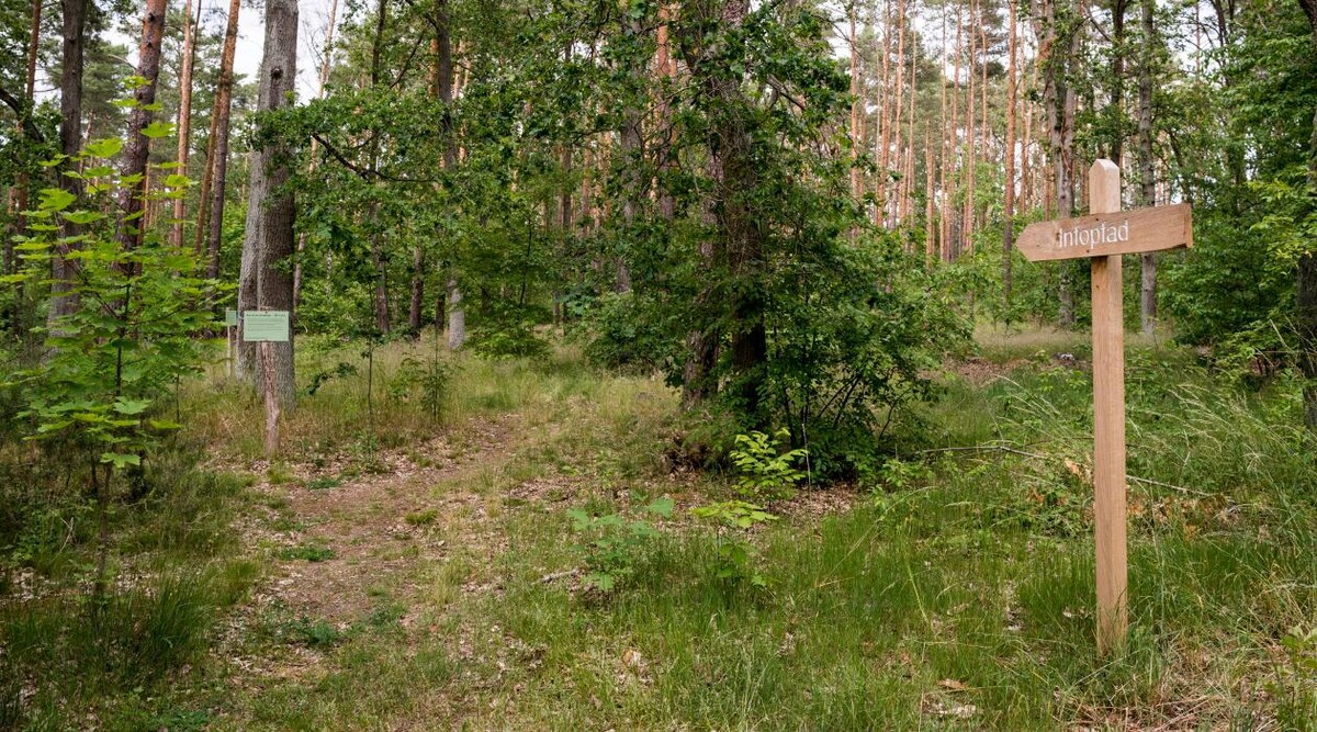 Bilder FriedWald Nuthetal-Parforceheide