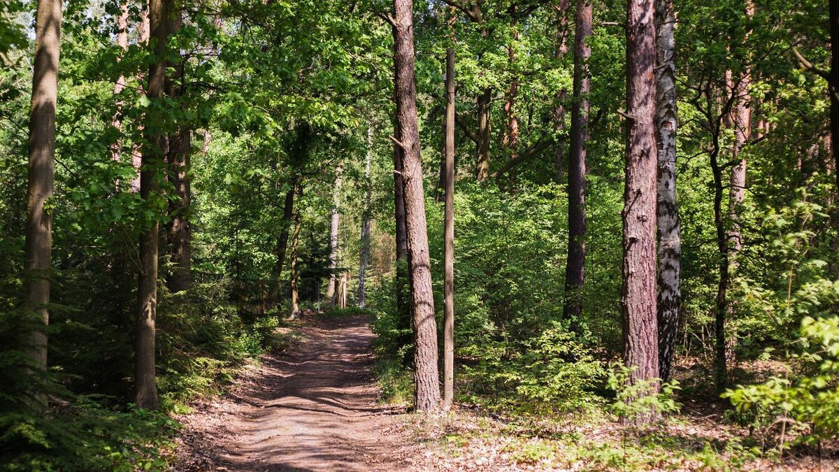 Bilder FriedWald Nuthetal-Parforceheide