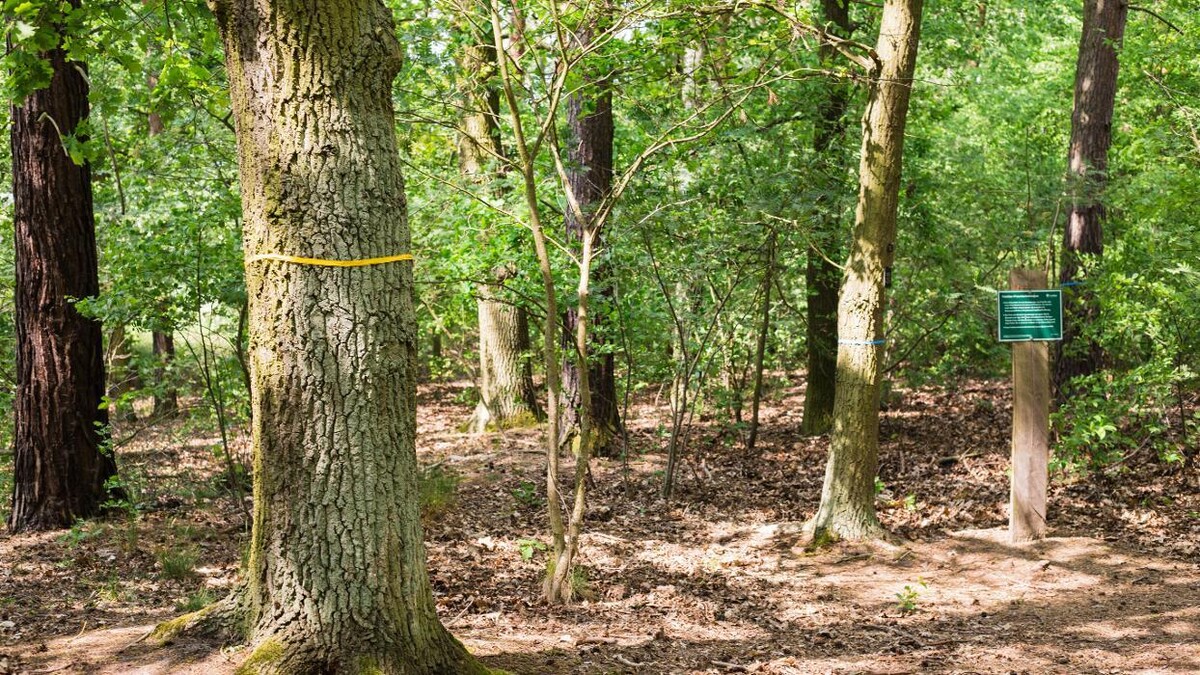 Bilder FriedWald Nuthetal-Parforceheide