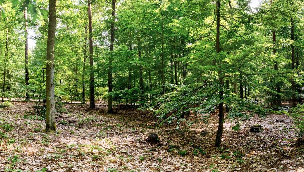 Bilder FriedWald Nuthetal-Parforceheide