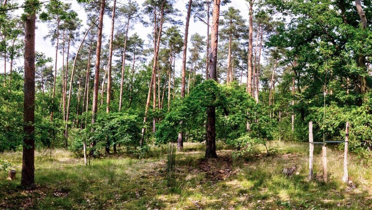 Bilder FriedWald Nuthetal-Parforceheide