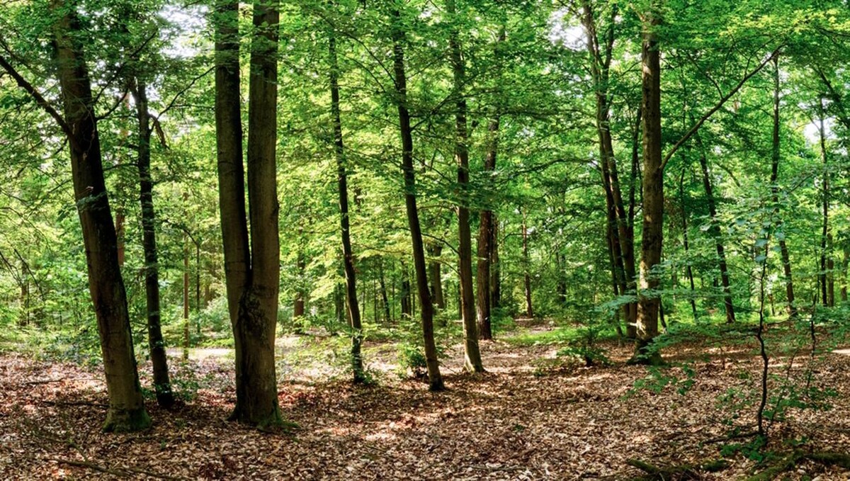 Bilder FriedWald Nuthetal-Parforceheide