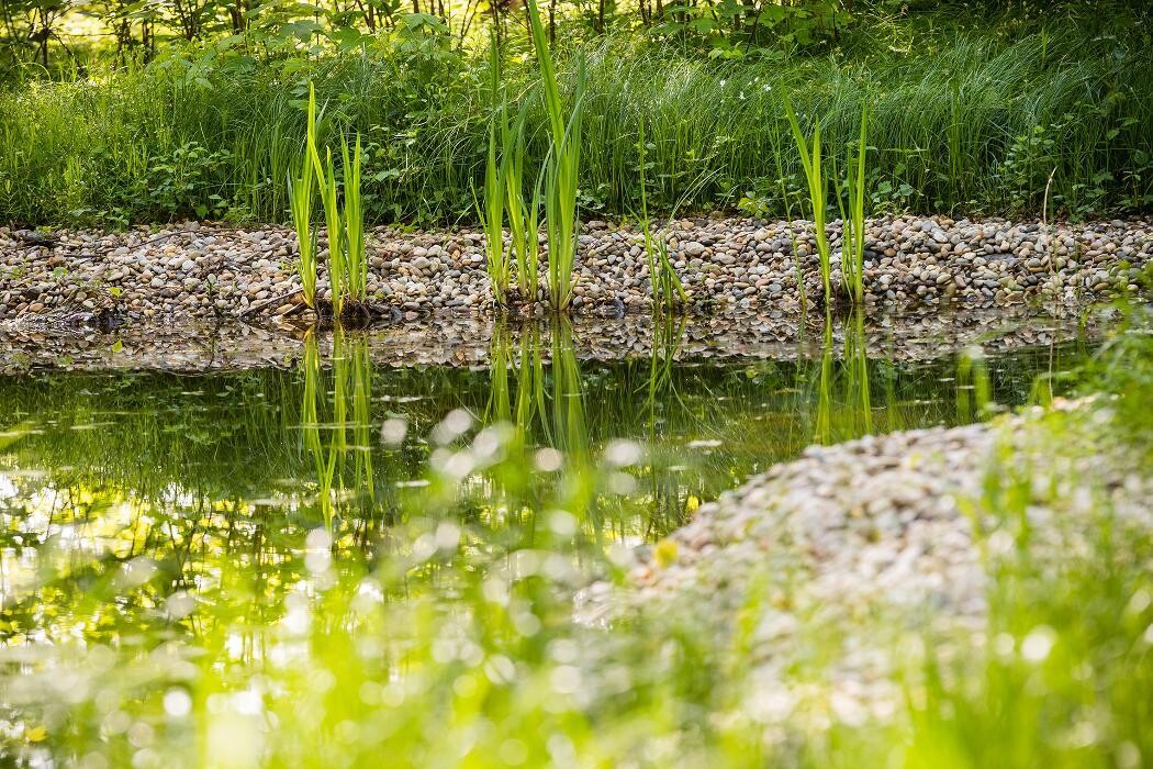 Bilder FriedWald Rheinau