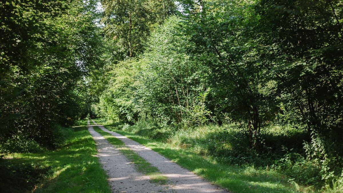 Bilder FriedWald Rheinau