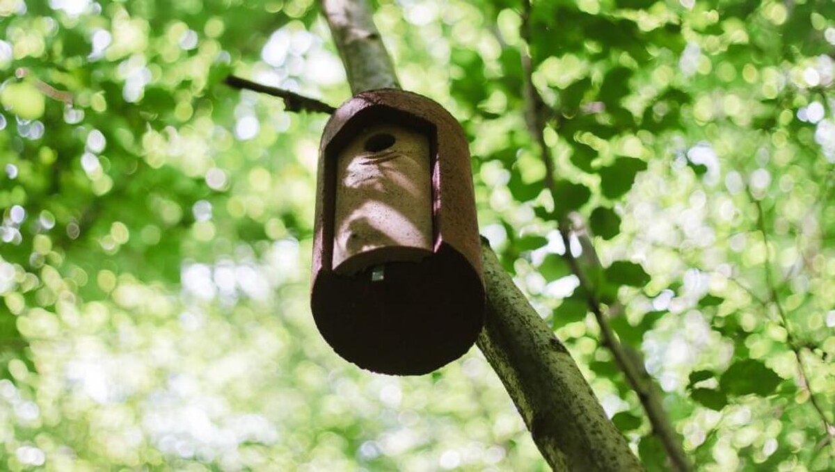 Bilder FriedWald Rheinau