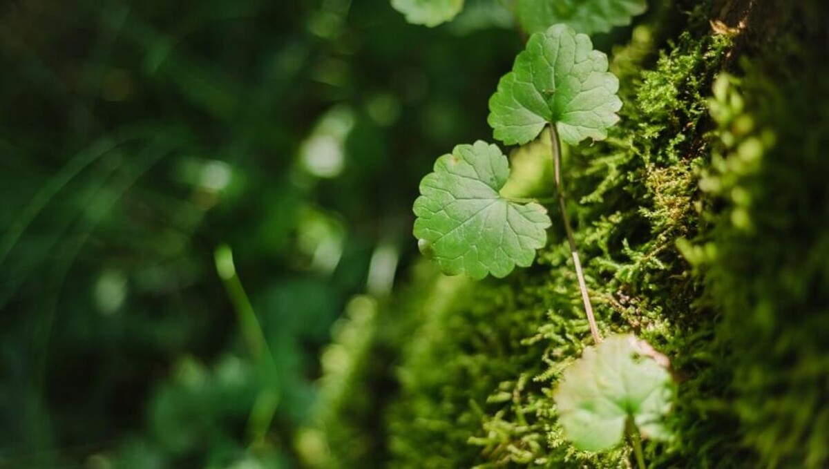 Bilder FriedWald Rheinau